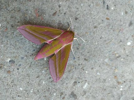 Винный бражник, Одесса, август 2025