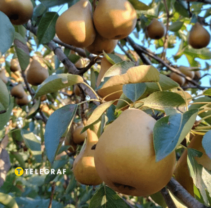Груша мускатная сорт Бере Боск