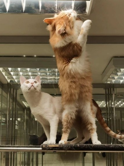 Юрий Куклачев