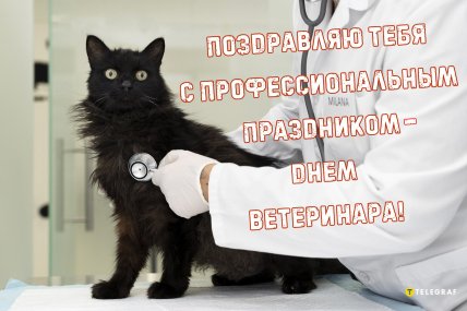 день ветеринара поздравления открытки и картинки