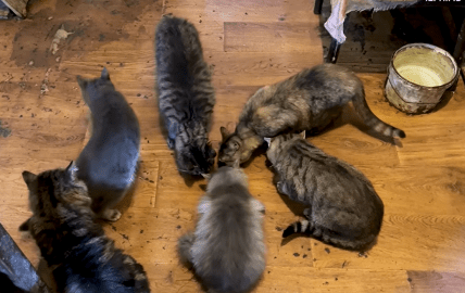 Кошки