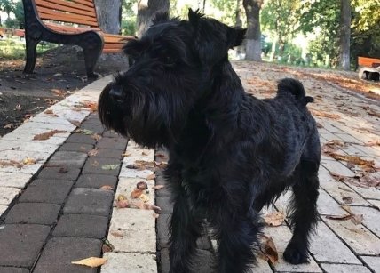 Петя Зеленского