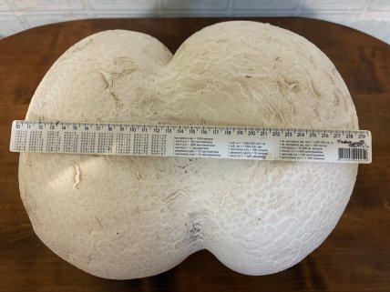 Дождевик 30 см