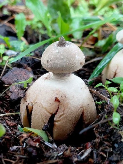 Гриб звездник