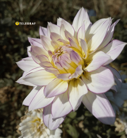 Георгины как правильно посадить семена