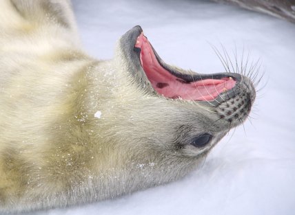 SeaBaby поки харчується молоком матері