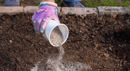 озимий часник удобрення деревною золою