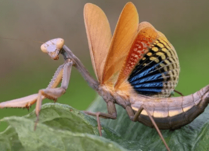 В Украине продают цветочного восточного богомола