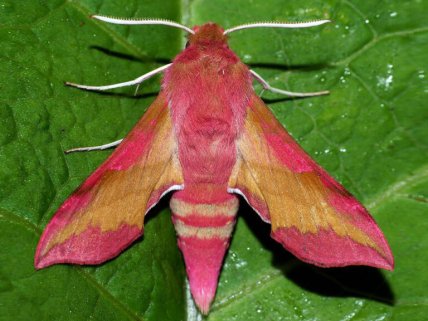 Бражник винный на листе