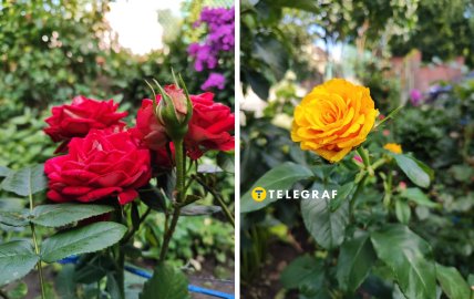 розы, фото