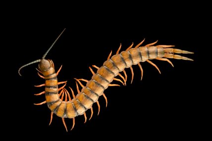 Scolopendra subspinipes