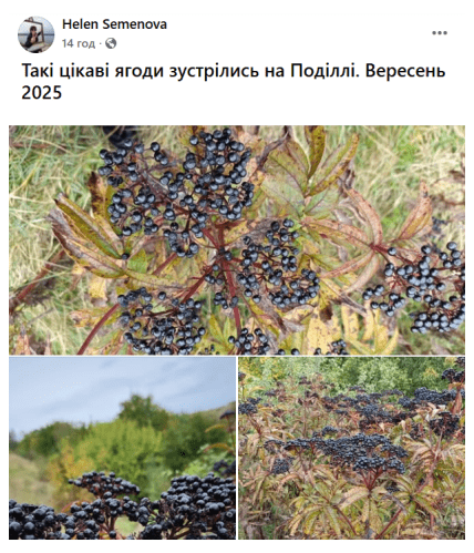 бузина трав’яниста