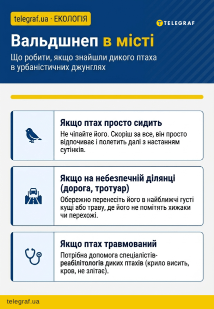 Вальдшнеп в городе: что делать, если нашли дикую птицу