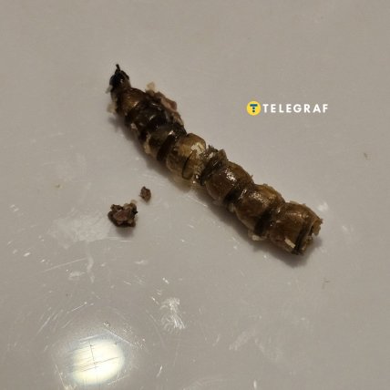 Личинка із шоколаду Жуколад