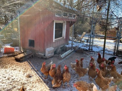 куры в курятнике