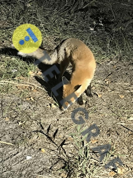 Лисиця на Дніпропетровщині