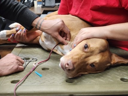 фото собака стала донором крові