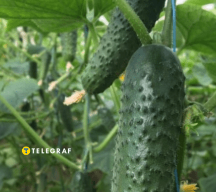 Вибір огірків для теплиці — справа відповідальна