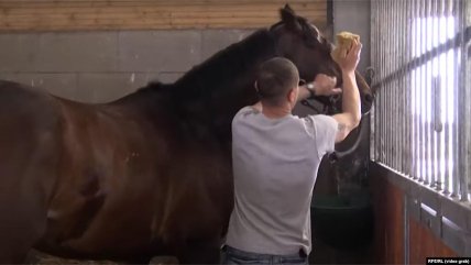 Кінь Кадирова Зазу