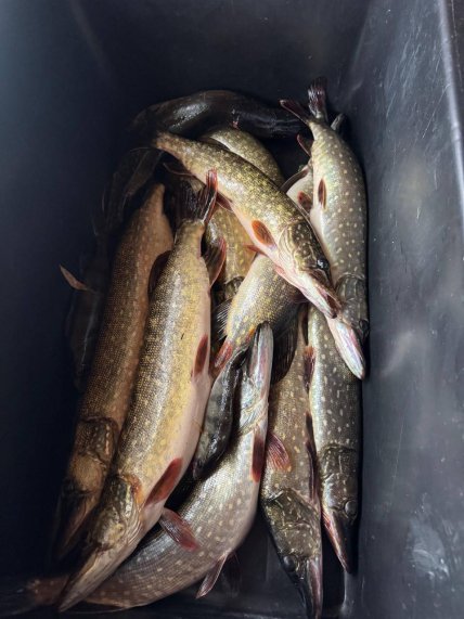 щука київське море