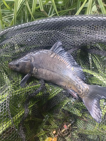 Черный карп