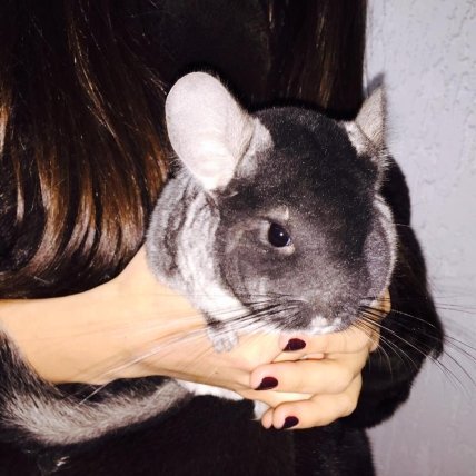 Дочка Влады Литовченко рассказала о самом необычном подарке на день рождения - изображение №1