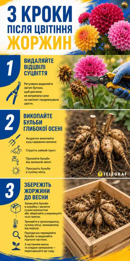 Что делать с георгинами после цветения