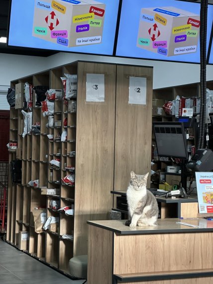 Нова пошта, кіт