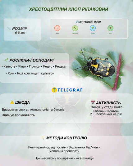 Клоп хрестоцвітний