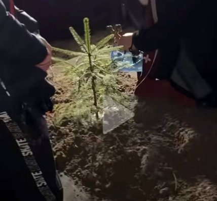 Дерево, которое посадили на могиле Гиги