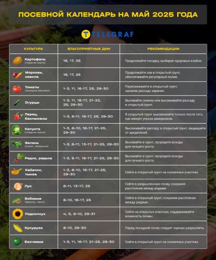 Когда лучше всего сажать кукурузу в мае 2025