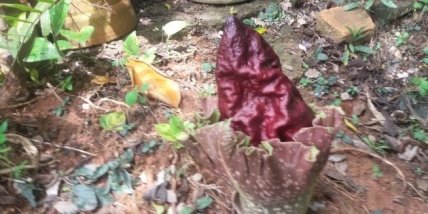 Слоновый ямс