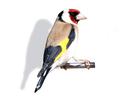 Как выглядит Щегол