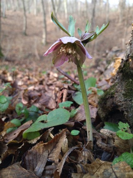 Чемерник червонуватий