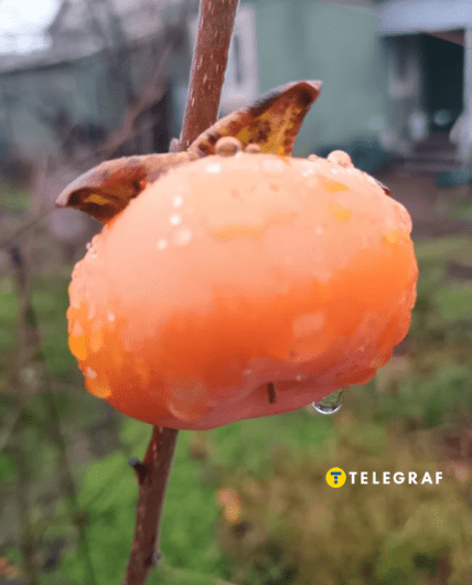 Хурма Дар Софіївки, Дніпропетровська область, листопад 2025