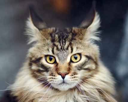 Кот мэйн-кун