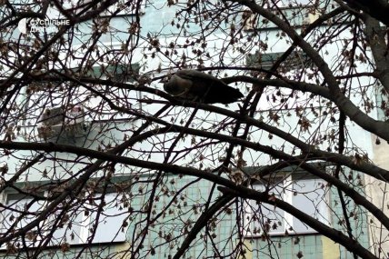 У Дніпрі на дереві сидить самка павича: її намагаються спіймати