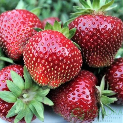 Клубника Сенсейшен