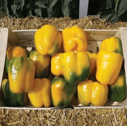 Болгарський перець Абей