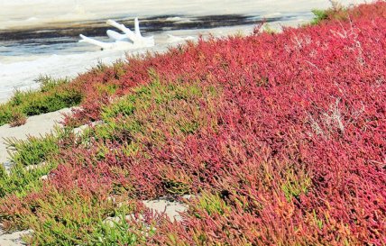 Солонець червоний