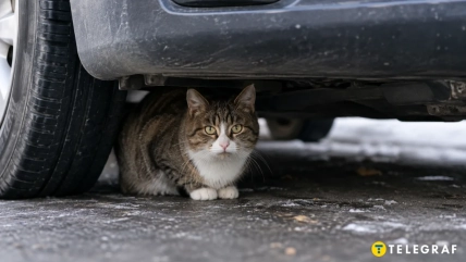 В холодные дни кошки прячутся под днищем авто