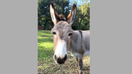 Ослик Перри осел из шрека