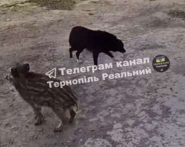 Дитинча дикого кабана та собака