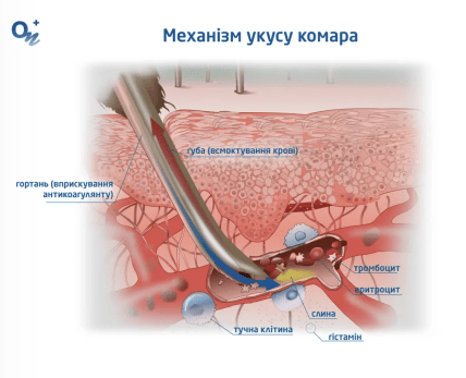 Механізм укусу комара