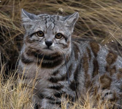 Андская кошка (Leopardus jacobita)