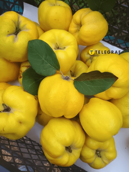 Айва, урожай 2025, Днепропетровская область