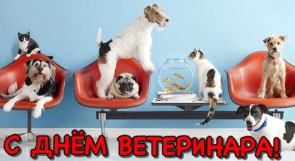 открытка с днем ветеринара