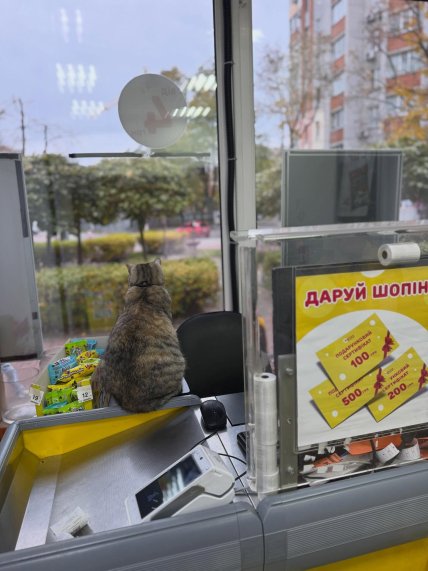 Кот на кассе в мультимаркете Аврора Кременчуг Полтавская область