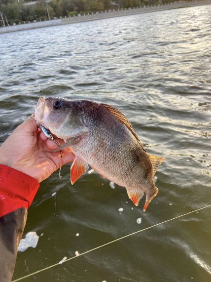 Крупный жерех был пойман в Кривом Роге