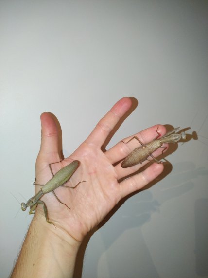 Мужчина держит на руке богомолов